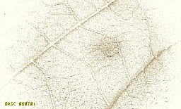 Catalpa